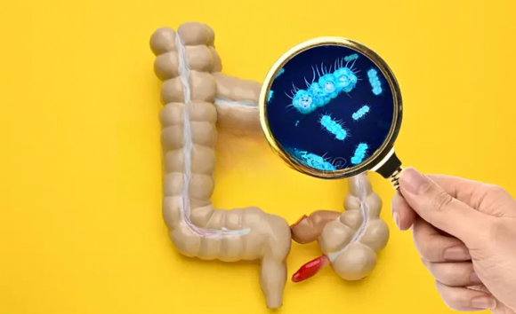Vai trò của đại tràng trong hệ tiêu hóa là gì? 