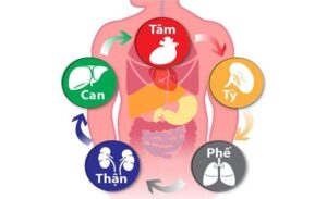 FTT_Nội tạng theo đông y