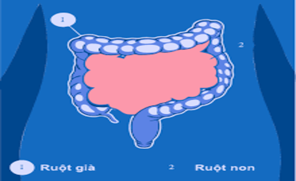 Ruột non trong hệ tiêu hóa: Cơ chế hấp thu và những điều cần biết 