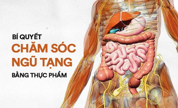 Bạn có đang mất cân bằng ngũ tạng? Dấu hiệu nhận biết và cách điều hòa theo đông y