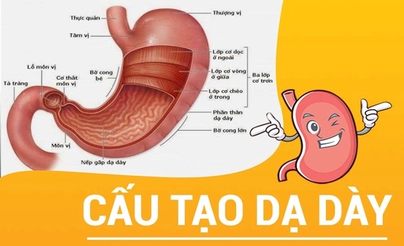 Cấu tạo của dạ dày: Từ hình dáng, vị trí đến chức năng chi tiết