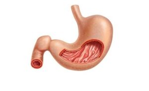 FTT_Niêm mạc dạ dày là gì?