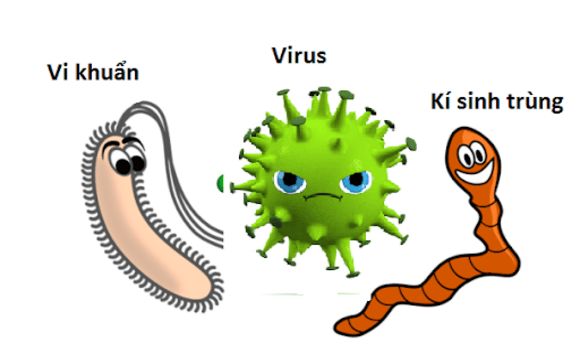 Các loại vi khuẩn, virus, ký sinh trùng gây nhiễm trùng dạ dày