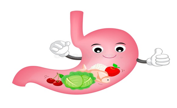 Niêm mạc dạ dày tái tạo thế nào? Khả năng tự hồi phục khi bị tổn thương 