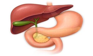 FTT_Gan và ruột: Hai cơ quan “ăn ý” Quyết định sức khỏe tiêu hóa