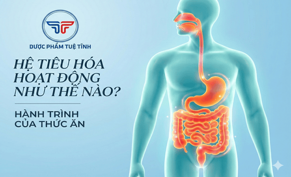 Hệ tiêu hóa hoạt động như thế nào? Hành trình của thức ăn trong cơ thể 